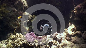 Cameraman shoots video young woman underwater model mermaid.