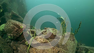 Cameramen scuba diver under water in Lake Baikal.