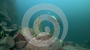 Cameramen scuba diver under water in Lake Baikal.