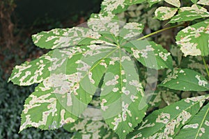 Cameraria ohridella in leaf