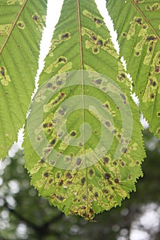 Cameraria ohridella in leaf