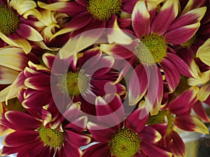 cameron Highland flower