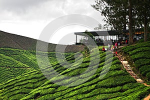 Cameron Highland, Malaysia