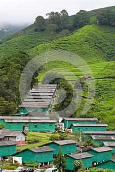 Cameron Highland, Malaysia