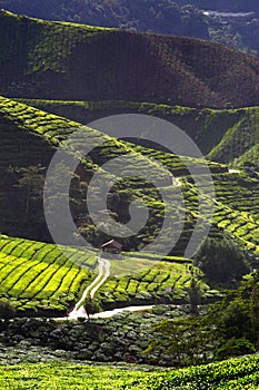 Cameron Highland, Malaysia