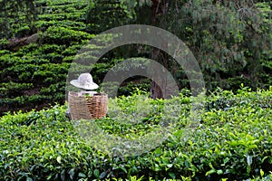 Cameron Highland, Malaysia