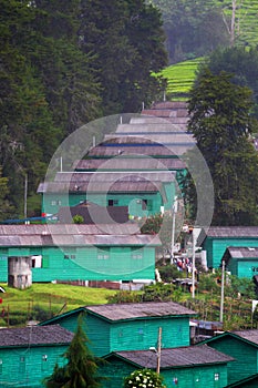 Cameron Highland, Malaysia