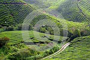 Cameron Highland, Malaysia