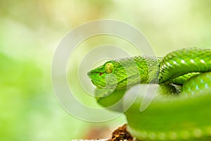 Snake, green tree viper Cameron Highland pit viper Trimeresurus nebularis