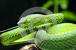 Snake, green tree viper Cameron Highland pit viper Trimeresurus nebularis