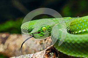 Snake, green tree viper Cameron Highland pit viper Trimeresurus nebularis