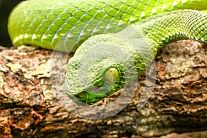 Snake, green tree viper Cameron Highland pit viper Trimeresurus nebularis