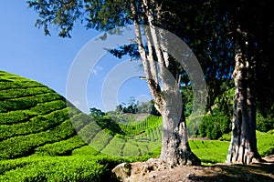 Cameron Highland Tea Plantation