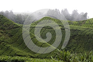 Cameron Highland Tea Plantation