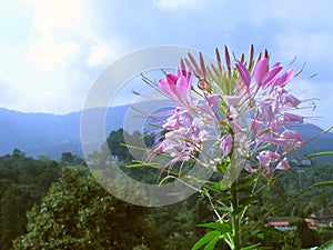 Cameron Highlands