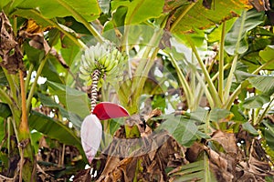 Cameron Highlands banana flower Malaysia