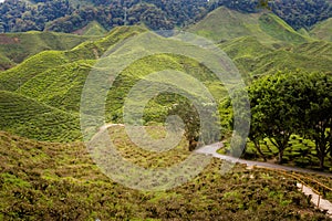 Cameron Highlands Bharat tea plantation