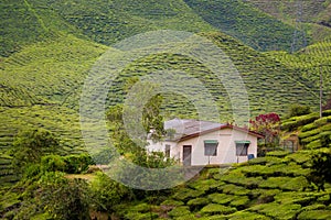 Cameron Highlands Bharat tea plantation