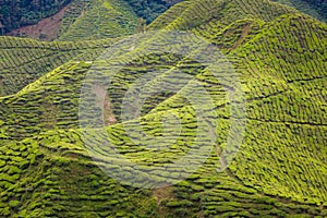 Cameron Highlands Bharat tea plantation