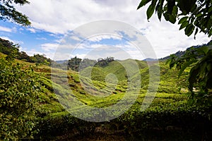 Cameron Highlands Bharat tea plantation