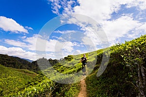 Cameron Highlands Bharat tea plantation