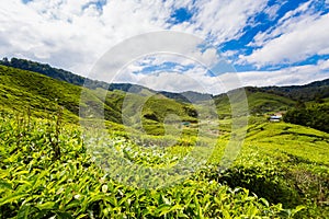 Cameron Highlands Bharat tea plantation