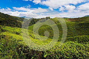 Cameron Highlands Bharat tea plantation