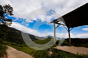 Cameron Highlands Bharat tea plantation