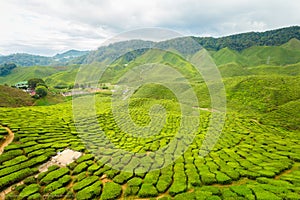 Cameron Highlands Bharat tea plantation