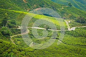 Cameron Highlands Boh tea plantation