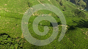 Cameron Highlands, Boh Tea Plantation near Tanah Rata, Malaysia