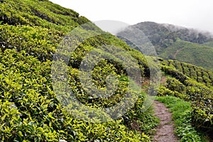 The Cameron Highlands the Garden of Malaysia