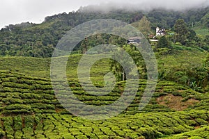 The Cameron Highlands the Garden of Malaysia