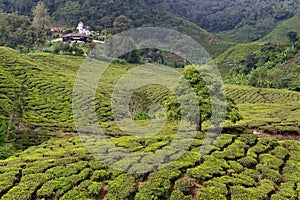 The Cameron Highlands the Garden of Malaysia