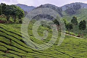 The Cameron Highlands the Garden of Malaysia