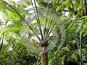 Cameron Highlands 043