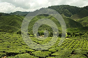 Cameron highlands in malaysia, panorama photo