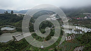 Cameron Highlands, Pahang Malaysia