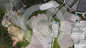 Cameron Highlands, Pahang Malaysia