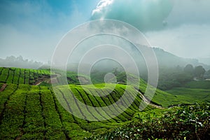 Cameron highlands Tea fields , Malaysia