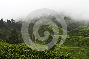 Cameron Highlands Tea Plantation