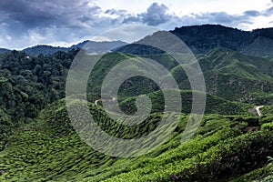 Cameron Highlands Tea Plantation