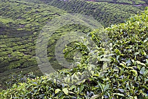 Cameron Highlands Tea Plantation Fields