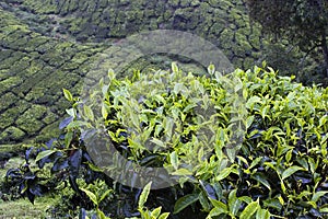 Cameron Highlands Tea Plantation Fields