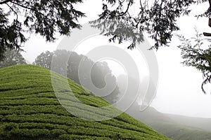 Vysočina čaj plantáž poľa 