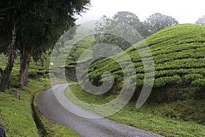 Cameron Highlands Tea Plantation Fields