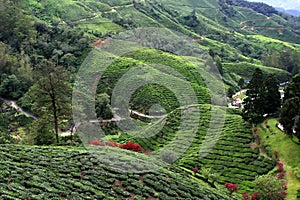 Cameron Highlands Tea Plantation Fields