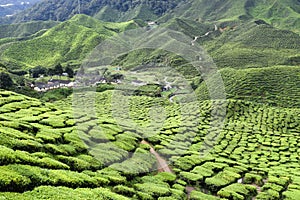 Cameron Highlands Tea Plantation Malaysia