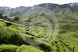 Altopiani tè piantagione 