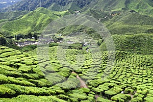Tierras altas té plantación Malasia 